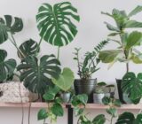 10 essential elements for jungle decor